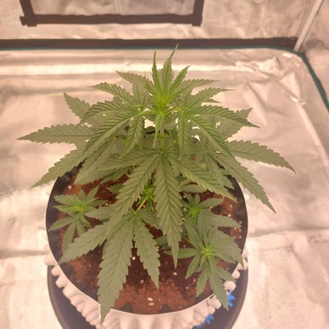 ETHOS growlog timeline photo
