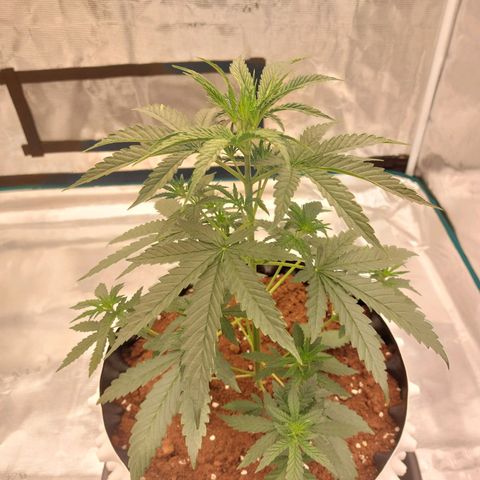 ETHOS growlog timeline photo
