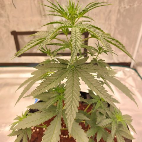 ETHOS growlog timeline photo