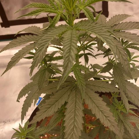 ETHOS growlog timeline photo