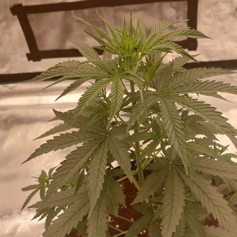 ETHOS growlog timeline photo