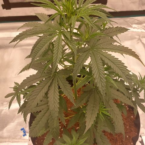 ETHOS growlog timeline photo