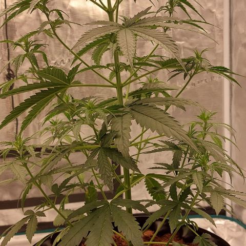 ETHOS growlog timeline photo