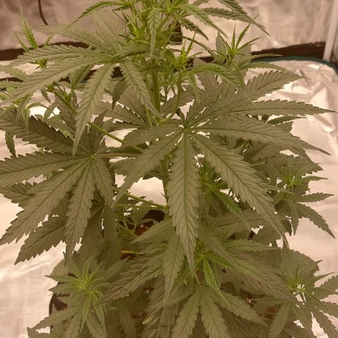 ETHOS growlog timeline photo