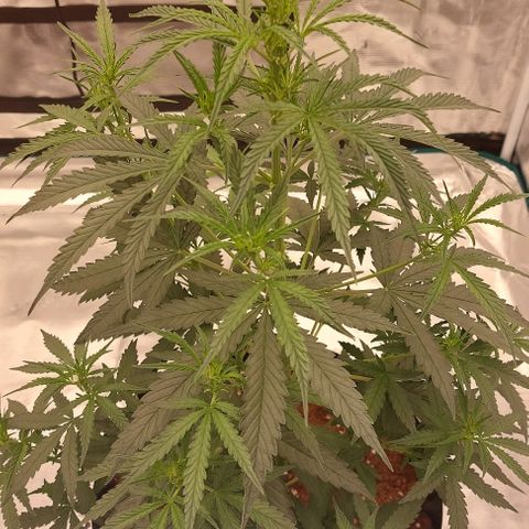ETHOS growlog timeline photo