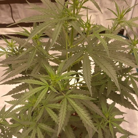 ETHOS growlog timeline photo