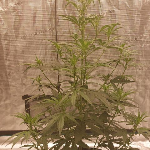 ETHOS growlog timeline photo