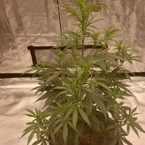 ETHOS growlog timeline photo