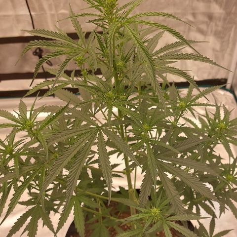ETHOS growlog timeline photo