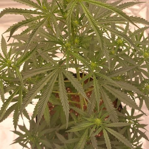 ETHOS growlog timeline photo