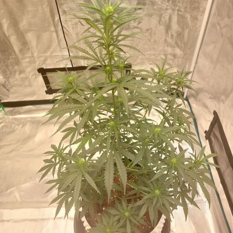ETHOS growlog timeline photo