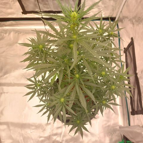 ETHOS growlog timeline photo