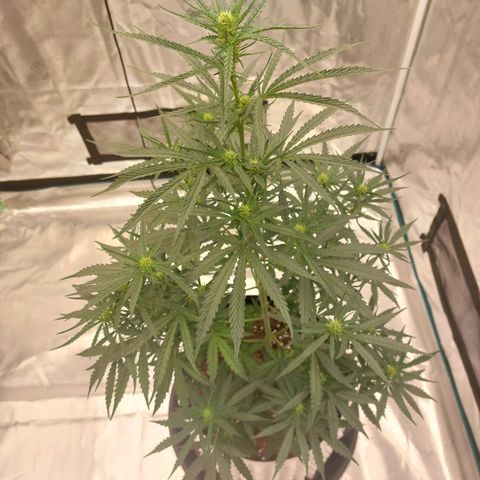 ETHOS growlog timeline photo