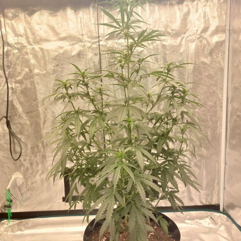 ETHOS growlog timeline photo