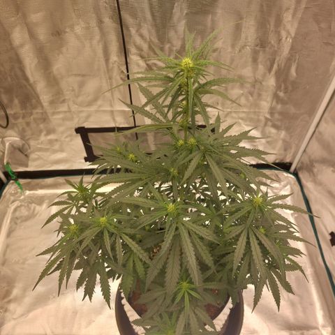 ETHOS growlog timeline photo