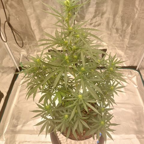 ETHOS growlog timeline photo