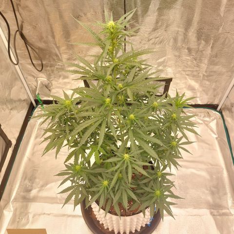 ETHOS growlog timeline photo