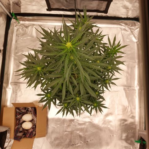 ETHOS growlog timeline photo