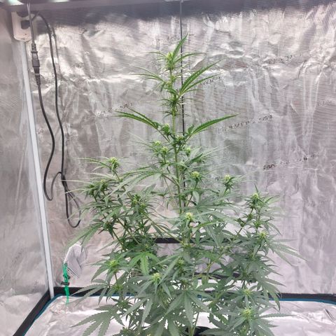 ETHOS growlog timeline photo