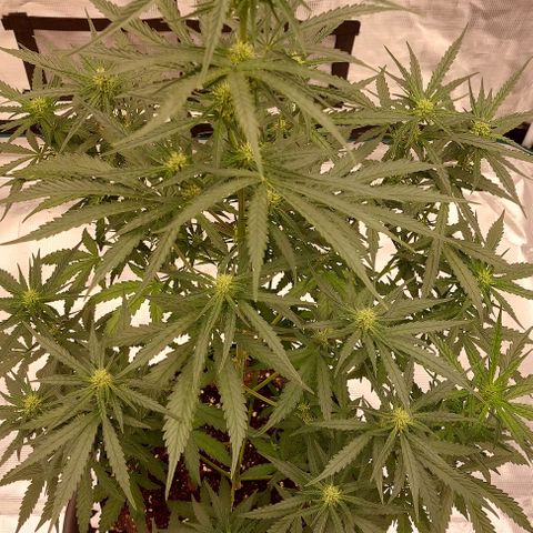 ETHOS growlog timeline photo
