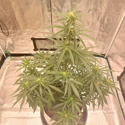ETHOS growlog timeline photo