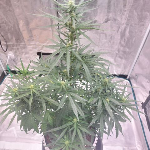 ETHOS growlog timeline photo