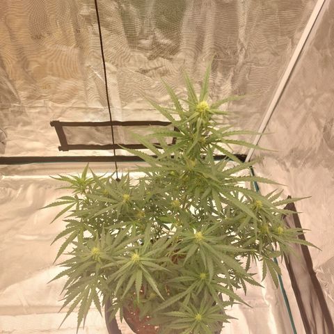 ETHOS growlog timeline photo