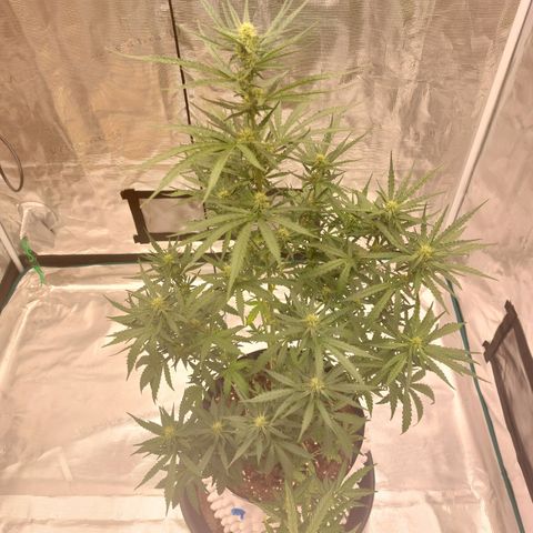 ETHOS growlog timeline photo