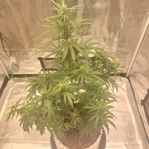 ETHOS growlog timeline photo