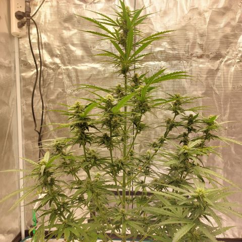 ETHOS growlog timeline photo