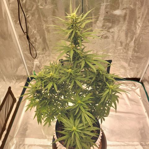 ETHOS growlog timeline photo