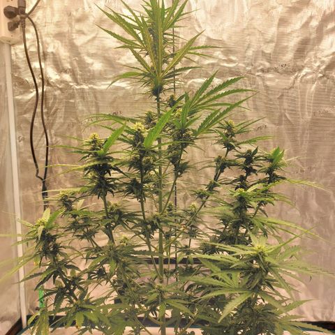 ETHOS growlog timeline photo