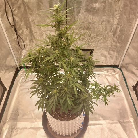 ETHOS growlog timeline photo
