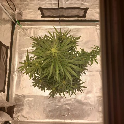 ETHOS growlog timeline photo