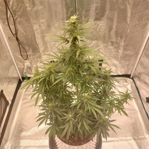 ETHOS growlog timeline photo