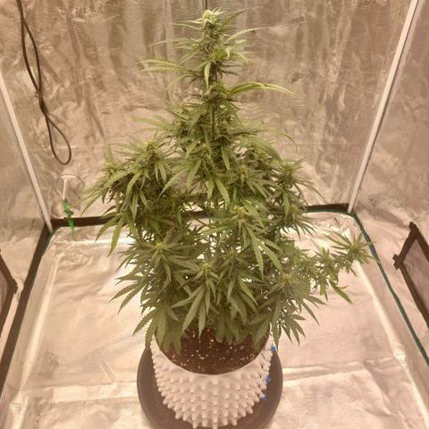 ETHOS growlog timeline photo