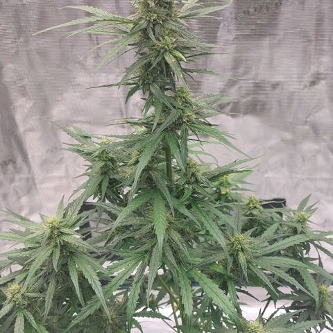 ETHOS growlog timeline photo
