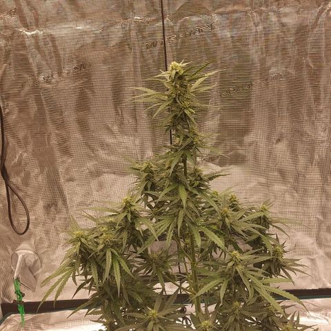 ETHOS growlog timeline photo