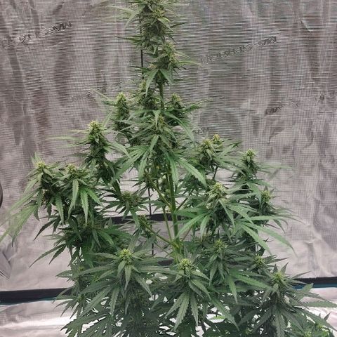ETHOS growlog timeline photo