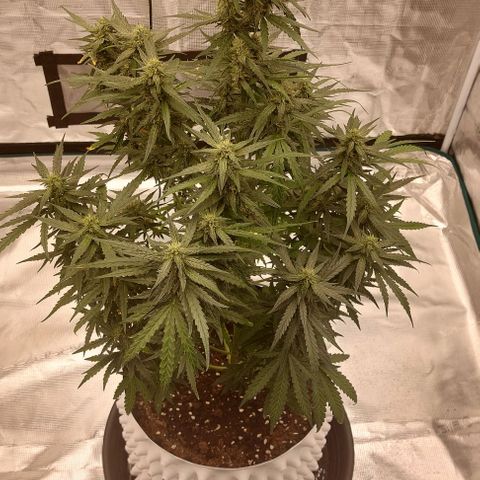 ETHOS growlog timeline photo
