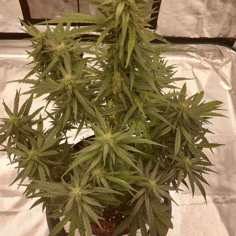 ETHOS growlog timeline photo