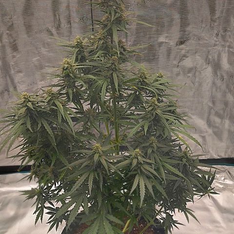 ETHOS growlog timeline photo