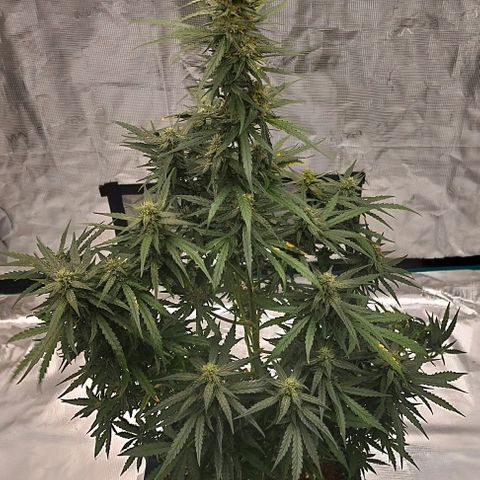 ETHOS growlog timeline photo
