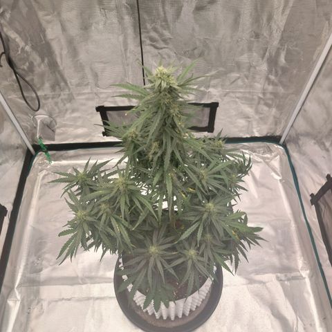 ETHOS growlog timeline photo