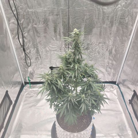 ETHOS growlog timeline photo