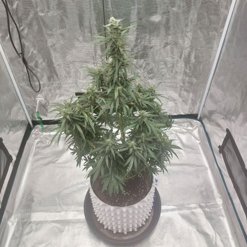 ETHOS growlog timeline photo