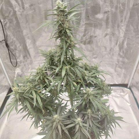 ETHOS growlog timeline photo