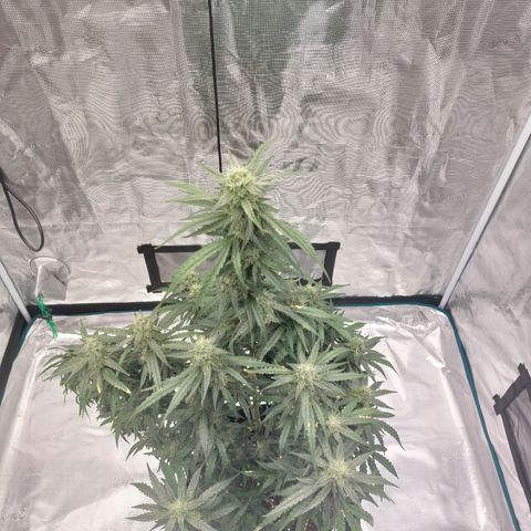 ETHOS growlog timeline photo