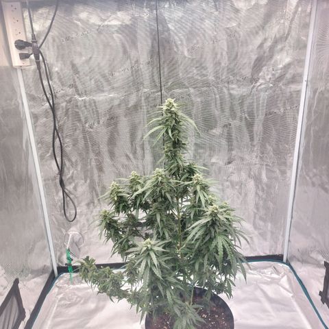 ETHOS growlog timeline photo
