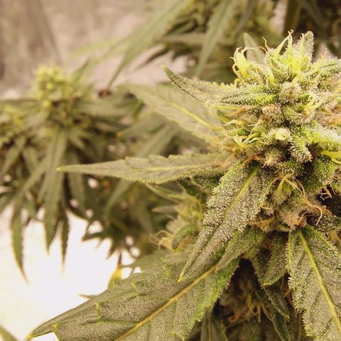 ETHOS growlog timeline photo